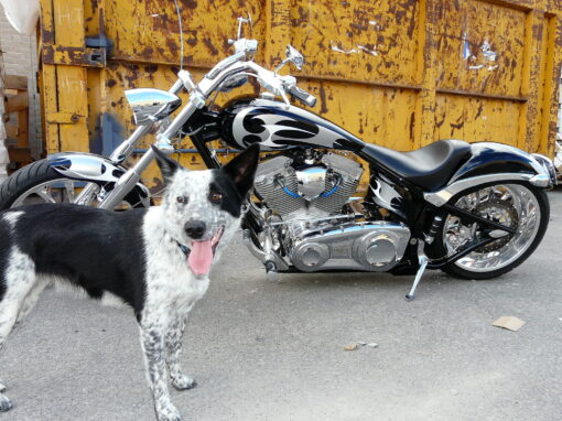 BIG DOG MASTIF - Image 5